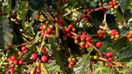Puente Coffee Co. logo