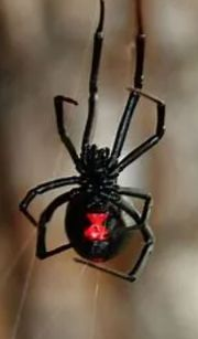 Ruby Mountain Pest Control, LLC logo