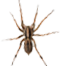 Maverick Termite & Pest Control logo