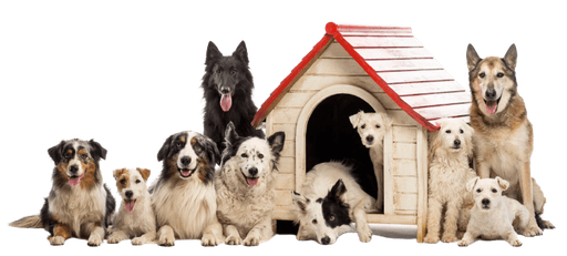 Dogz101 logo