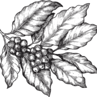 Form & Function logo