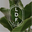 LDF Silk logo
