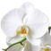 Orchid Medical Massage Therapy logo