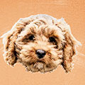 Valley Cockapoos logo
