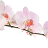 mysticretreatmedspa-com logo