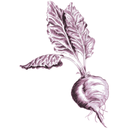 Deep Roots Market logo
