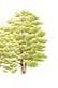 AlderWood Preschool logo