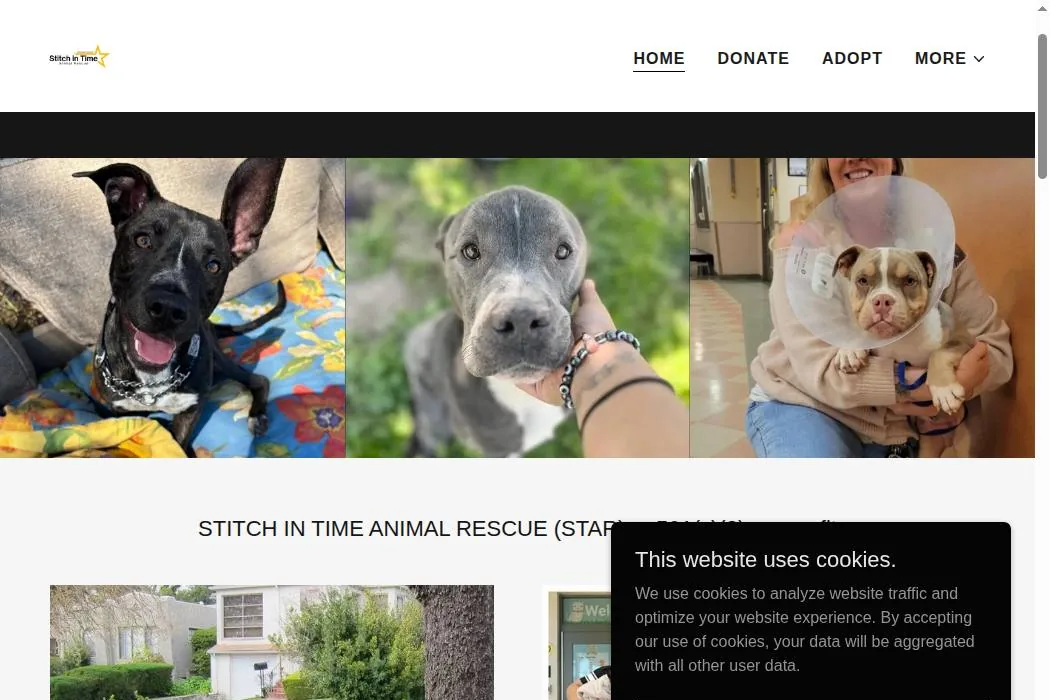 Stitch In Time Animal Rescue cover