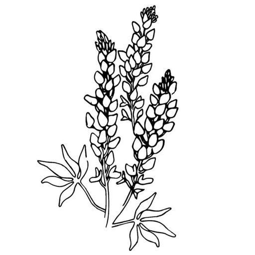 Lady Bird HTX logo