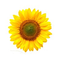Archuleta Properties logo