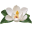 charlestonmedicalspa-com logo