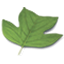 Nashville Tree Foundation logo