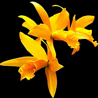 Central Ohio Orchid Society logo