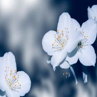 Pampering Aesthetics Rejuvenation Spa logo