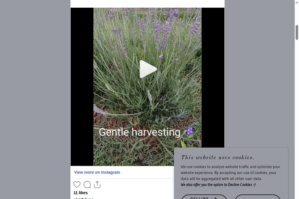 Gigi's Lavender cover