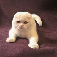 Scottish Fold British Cattery logo