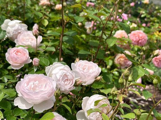 One Love Rose and Gardens logo