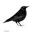 Starling Co. Coffee logo
