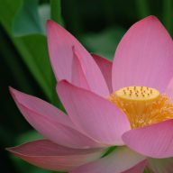 Tina Breedlove Massage Therapy logo