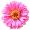 12 Corners Nursery logo
