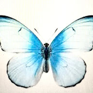 In Flower logo
