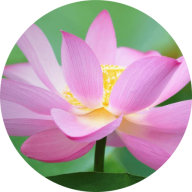 Trauma Healing Therapy logo