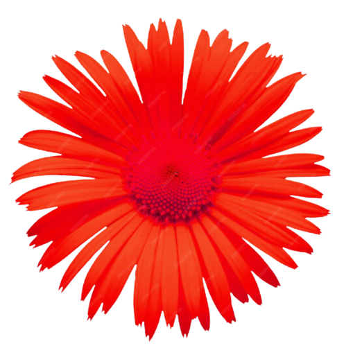 Bloom Med Spa & Wellness logo