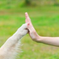 Happy Tails to You Dog Training logo