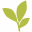Matcha Cafe Maiko logo